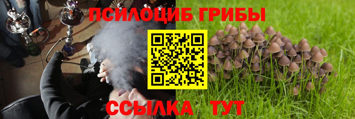 Псилоцибиновые грибы мицелий Новозыбков
